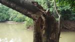 Foto: Melihat Hutan Kota Srengseng yang Akan Jadi Hutan Wisata