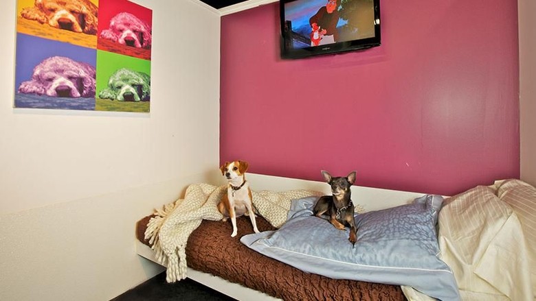 Hotel khusus anjing (dok D Pet Hotels) Hotel khusus anjing (dok D Pet Hotels)