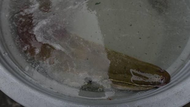 Lagi, Ikan Monster Ditemukan di Surabaya