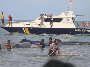 Warga Aceh Bahu-membahu Selamatkan Paus Cermin Kearifan Lokal