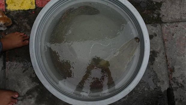 Lagi, Ikan Monster Ditemukan di Surabaya