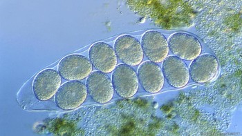 Arch Mission Foundation, organisasi yang mengatur kargo Tardigrade itu, menyatakan bisa jadi mereka selamat. Mereka mungkin satu-satunya hal yang selamat dari tabrakan itu, cetus Nova Spivack, pendiri AMF. Foto: Eye of Science/SPL