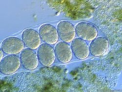 Lebih Dekat dengan Tardigrade, Spesies Tertangguh di Bumi