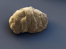 Lebih Dekat dengan Tardigrade, Spesies Tertangguh di Bumi