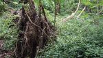 Foto: Melihat Hutan Kota Srengseng yang Akan Jadi Hutan Wisata