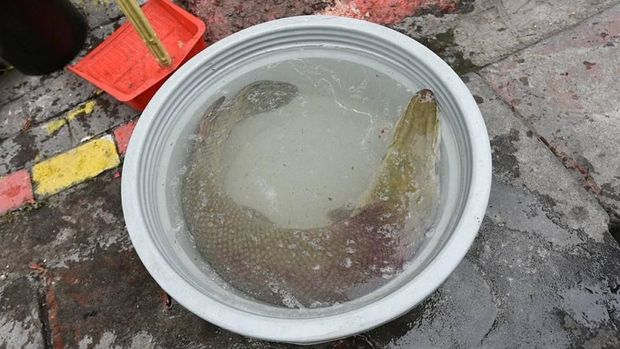 Lagi, Ikan Monster Ditemukan di Surabaya