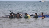 Ikan paus ini terdampar di lokasi sejak subuh tadi. Saat ini, air laut mulai surut. Tim gabungan terdiri dari Balai Konservasi Sumber Daya Alam (BKSDA) Aceh, Basarnas, Karantina Perikanan, BPBA dan Polairud mencoba melakukan evakuasi.   