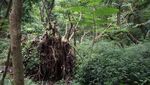 Foto: Melihat Hutan Kota Srengseng yang Akan Jadi Hutan Wisata