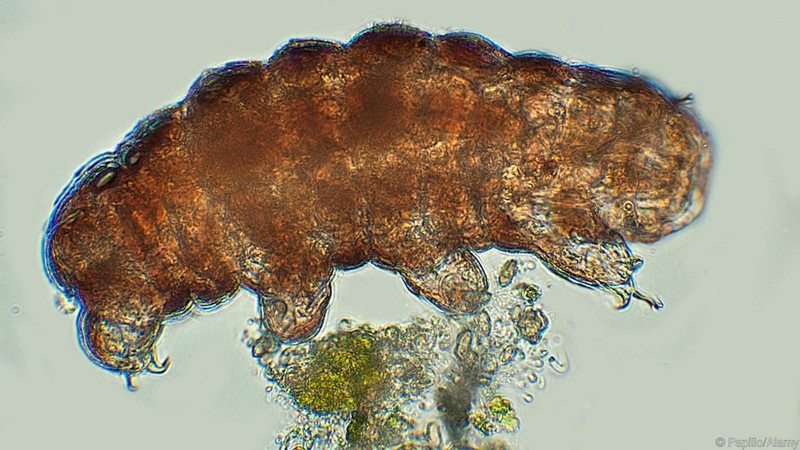 Tardigrade