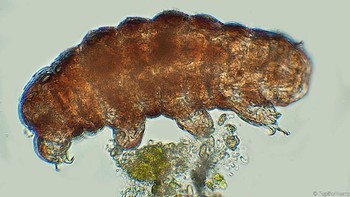 Tardigrade atau beruang air merupakan salah satu organisme paling tangguh di Bumi. Pada tahun 2007, 3.000 tardigrade menumpang misi FOTON-M3 yang diluncurkan badan antariksa Eropa. Hasilnya, hewan mikroskopis ini bisa selamat meski terekspos langsung dengan luar angkasa. Foto: Eye of Science/SPL