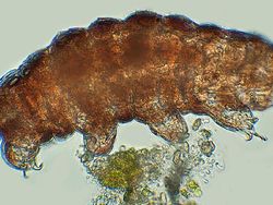 Lebih Dekat dengan Tardigrade, Spesies Tertangguh di Bumi