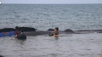 Kondisi ikan paus ini hidup semua. Sekarang masih evakuasi untuk penyelamatan, kata Wakil Sekjen Panglima Laot Aceh Miftach Cut Adek.
