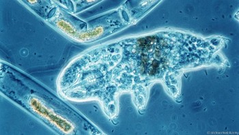 Karena hewan ini memiliki karakteristik biologis yang unik, mereka hanya mati jika seluruh lautan di Bumi mendidih. Tardigrade memang merupakan extremophile, organisme dengan kemampuan bertahan hidup luar biasa, terlebih saat melewati kondisi paling ekstrem. (Foto: Eye of Science/SPL)