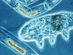 Lebih Dekat dengan Tardigrade, Spesies Tertangguh di Bumi