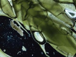 Lebih Dekat dengan Tardigrade, Spesies Tertangguh di Bumi