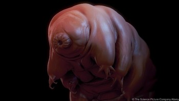 Belum lama ini, wahana antariksa Baressheet milik perusahaan Israel yang ditujukan untuk menjelajah Bulan gagal di saat-saat terakhir.Nah rupanya, ada kargo tak biasa yang dibawa wahana itu, yaitu ribuan hewan mikro Tardigrade. Foto: Eye of Science/SPL