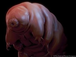 Lebih Dekat dengan Tardigrade, Spesies Tertangguh di Bumi