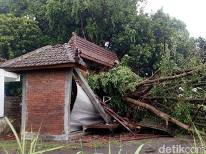 Beringin di Petilasan Raden Wijaya Tumbang Diterjang Angin Kencang