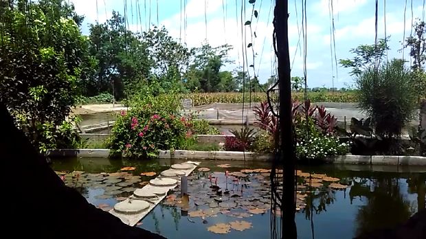 Di Kampung Gurami, pengunjung bisa melihat budi daya gurami