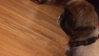 Kalau netizen ini menanyakan tampilan makan malamnya. Ramsay hanya mengatakan, Bahkan anjing Anda tidak tertarik. Foto: Bored Panda