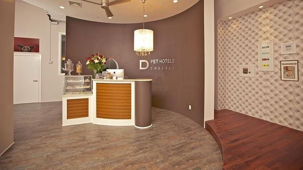 Guk... Hotel Imut Ini Khusus Buat Anjing