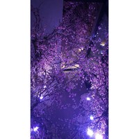 Bunga sakura menjadi dekorasi utama yang mendominasi ruangan pesta. Foto: Dok. Instagram