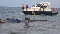Kedelapan ekor paus ini terdampar di lokasi pada Senin (13/11/2017) pagi. Kabar adanya paus di pinggir pantai ini awalnya diketahui oleh beberapa nelayan. Kemudian dikabarkan ke pihak terkait. 