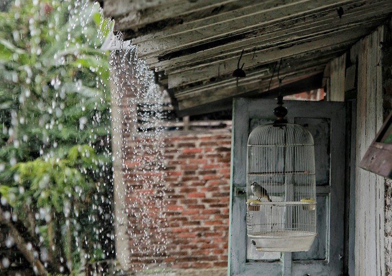 Hujar Bukan Berarti Bagai Burung Di Dalam Sangkar