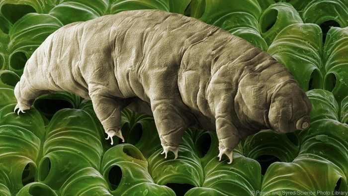 Rahasia Spesies Tardigrada Bisa Hidup Hampir Abadi di Bumi: Tahan Radiasi