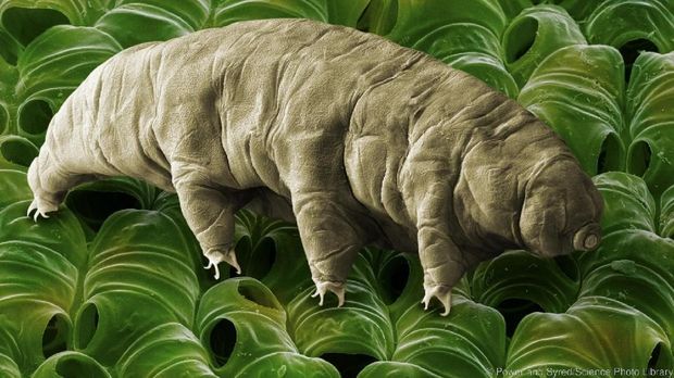 Tardigrade