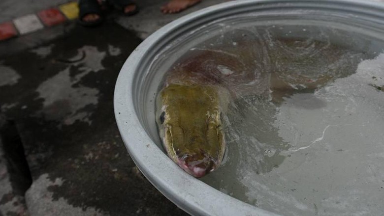  Ikan  Monster Ditemukan di  Surabaya Disimpan di  Ember 