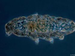 Lebih Dekat dengan Tardigrade, Spesies Tertangguh di Bumi
