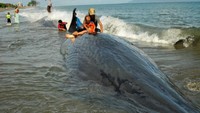 Beberapa warga berada di atas bangkai ikan paus yang terdampar  (Foto: ANTARA FOTO/Ampelsa)