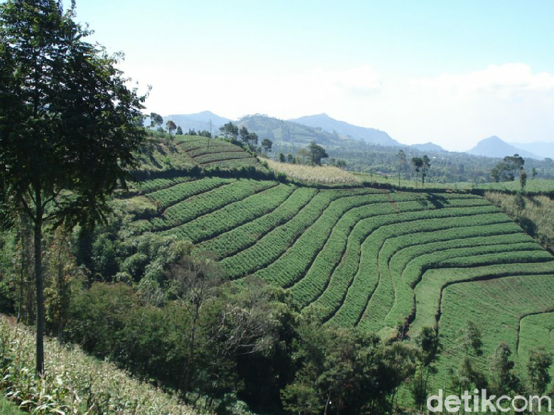 Rawan Longsor, 800 Ha Lereng Gunung Slamet Brebes Jadi Ladang Sayur Rawan Longsor, 800 Ha Lereng Gunung Slamet Brebes Jadi Ladang Sayur