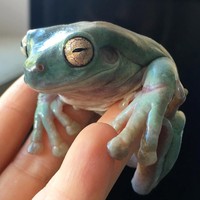 Salah satu hewan eksotis favoritnya adalah katak putih kebiruan ini. Foto: Instagram Emzotic