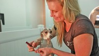 Kemudian mereka akan istirahat dan berelaksasi dengan cerita sebelum tidur. Kalau mau fasilitas ekstra, anjing-anjing ini bisa dimanja dengan pedikur. (dok D Pet Hotels)