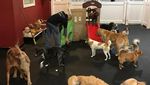 Foto: Hotel Khusus Buat Anjing