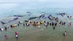 Foto: Penampakan Paus Sperma yang Terdampar di Aceh
