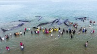 CNN menulis artikel dengan judul Rescuers save six beached sperm whales in Indonesia. (Foto: AFP PHOTO / CHAIDEER MAHYUDDIN)