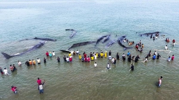 Foto: Penampakan Paus Sperma yang Terdampar di Aceh