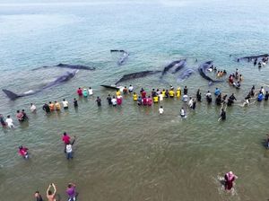 Foto: Penampakan Paus Sperma yang Terdampar di Aceh