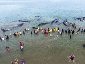 Ini Dugaan Penyebab Terdamparnya 10 Paus di Pantai Aceh