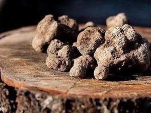 Black Truffle Seharga Rp 26,8 Juta Per Kg Berhasil Ditemukan di Inggris
