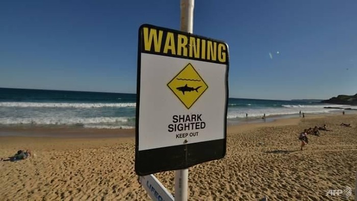 Experts say shark attack incidents are increasing as water sports become more popular and baitfish move closer to shore, but fatalities remain rare AFP/PETER PARKS
Read more at http://www.channelnewsasia.com/news/asiapacific/british-doctor--punches-shark--to-escape-australia-mauling-9404054