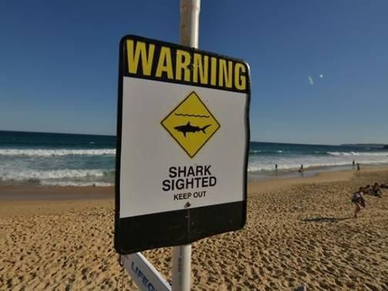 Pria Inggris Tonjok Hiu yang Menyerangnya di Pantai Australia Pria Inggris Tonjok Hiu yang Menyerangnya di Pantai Australia