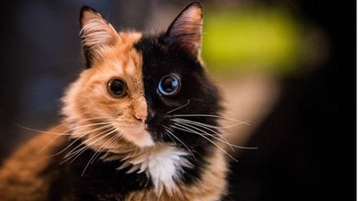 Kucing Berwajah Dua Warna Hebohkan Medsos