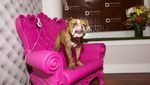 Foto: Hotel Khusus Buat Anjing