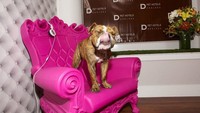 D Pet Hotels memberikan tarif mininal 64 Poundterling atau Rp 1.138.000 per malamnya. Anjing akan mendapatkan suite standar, tempat tidur ortopedi, TV dan perawatan 24 jam. (dok D Pet Hotels)