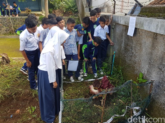 forum berita unik Unik Bunga Bangkai Bertunas Tiga Tumbuh di Sukabumi