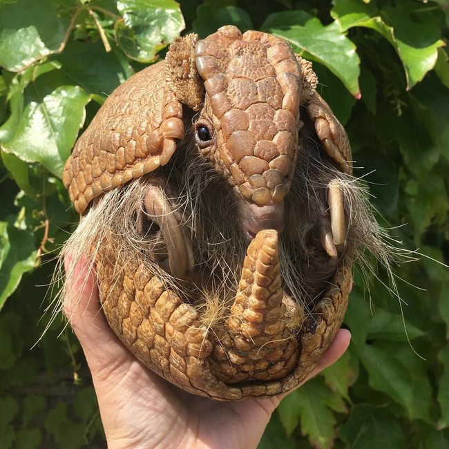 Di akun Instagram, Em sering mengunggah foto dengan berbagai hewan, mulai dari ular, katak, buaya, meerkat, hingga armadillo. Foto: Instagram Emzotic